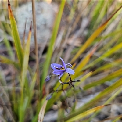 Dianella revoluta var. revoluta (Black-Anther Flax Lily) at Acton, ACT - 20 Oct 2024 by Csteele4