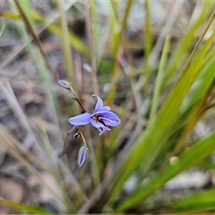 Dianella revoluta var. revoluta at Acton, ACT - 20 Oct 2024