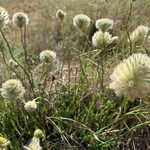 Ptilotus macrocephalus at Fentons Creek, VIC - 20 Oct 2024