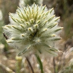 Ptilotus macrocephalus at Fentons Creek, VIC - suppressed