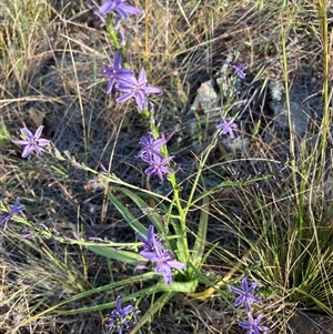 Caesia calliantha at Fentons Creek, VIC - 20 Oct 2024