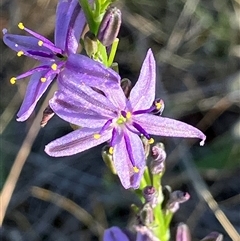 Caesia calliantha at Fentons Creek, VIC - suppressed