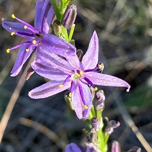 Caesia calliantha at Fentons Creek, VIC - 20 Oct 2024