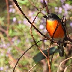 Petroica phoenicea (Flame Robin) at Kambah, ACT - 20 Oct 2024 by LineMarie