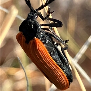 Porrostoma rhipidium (Long-nosed Lycid (Net-winged) beetle) at Fentons Creek, VIC by KL