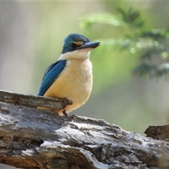 Todiramphus sanctus (Sacred Kingfisher) at Kambah, ACT - 20 Oct 2024 by LineMarie