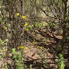 Cytisus scoparius subsp. scoparius (Scotch Broom, Broom, English Broom) at Hall, ACT - 20 Oct 2024 by strigo