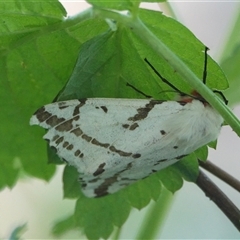 Ardices canescens at Hall, ACT - 20 Oct 2024 04:46 PM