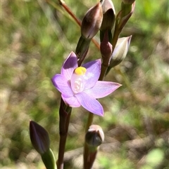 Thelymitra peniculata (Blue Star Sun-orchid) at Hall, ACT - 20 Oct 2024 by strigo