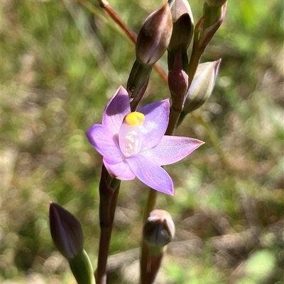 Thelymitra peniculata (Blue Star Sun-orchid) at Hall, ACT - 20 Oct 2024 by strigo