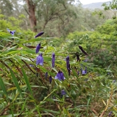 Stypandra glauca (Nodding Blue Lily) at Bowral, NSW - 15 Oct 2024 by Aussiegall