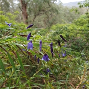 Stypandra glauca at Bowral, NSW - 15 Oct 2024