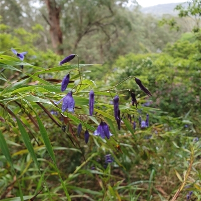 Stypandra glauca (Nodding Blue Lily) at Bowral, NSW - 14 Oct 2024 by Aussiegall