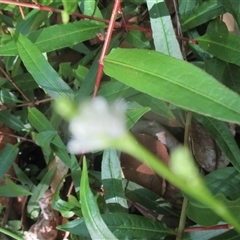 Persicaria dichotoma at Manoora, QLD - 20 Oct 2024 03:29 PM