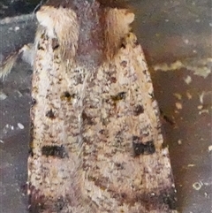 Agrotis porphyricollis (Variable Cutworm) at Hall, ACT - 20 Oct 2024 by Anna123