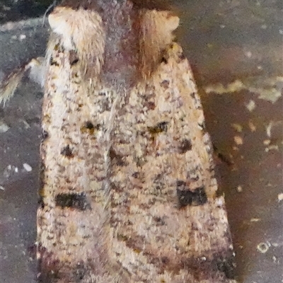 Agrotis porphyricollis (Variable Cutworm) at Hall, ACT - 20 Oct 2024 by Anna123