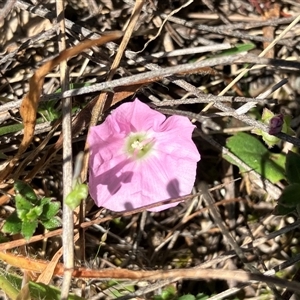 Convolvulus angustissimus subsp. angustissimus at Hall, ACT - 20 Oct 2024