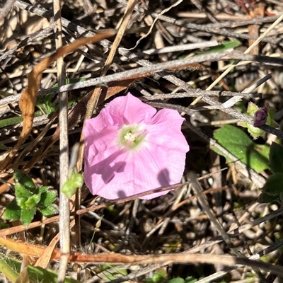 Convolvulus angustissimus subsp. angustissimus (Australian Bindweed) at Hall, ACT - 20 Oct 2024 by strigo