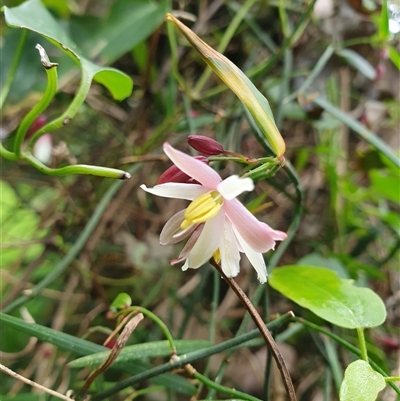 Geitonoplesium cymosum (Climbing Lily) at Bowral, NSW - 15 Oct 2024 by Aussiegall