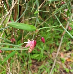 Geitonoplesium cymosum at suppressed - suppressed