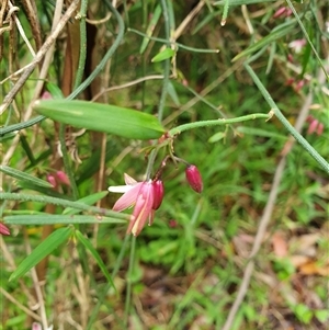 Geitonoplesium cymosum at suppressed - suppressed