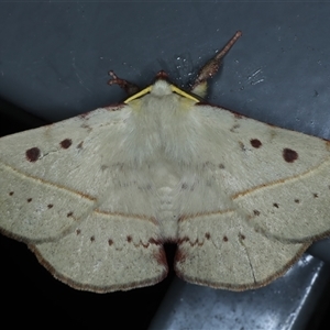 Anthela acuta at Rosedale, NSW - 19 Oct 2024