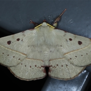 Anthela acuta at Rosedale, NSW - 19 Oct 2024 10:58 PM