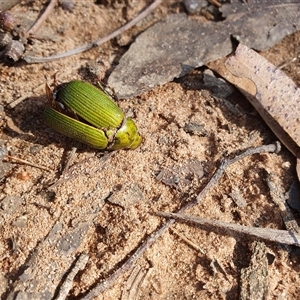 Xylonichus eucalypti at Penrose, NSW - suppressed