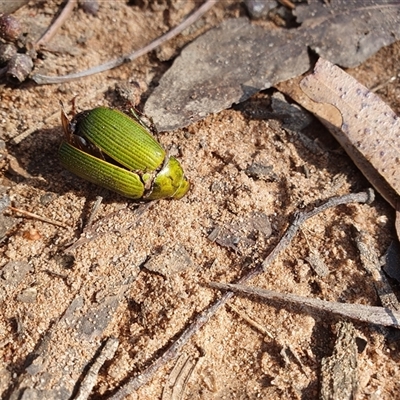 Xylonichus eucalypti (Green cockchafer beetle) at Penrose, NSW - 17 Oct 2024 by Aussiegall