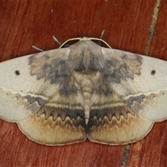 Anthela varia (Hairy Mary) at Rosedale, NSW - 19 Oct 2024 by jb2602