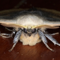 Anthela varia at Rosedale, NSW - 19 Oct 2024 10:28 PM