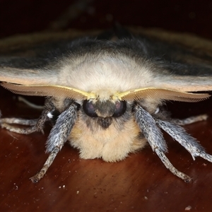 Anthela varia at Rosedale, NSW - 19 Oct 2024 10:28 PM