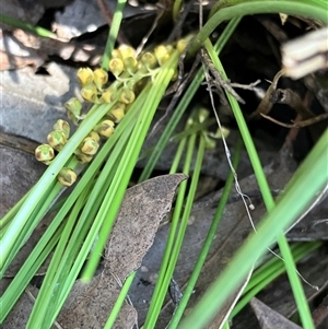 Lomandra filiformis subsp. filiformis at Hall, ACT - 20 Oct 2024 12:51 PM