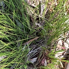 Lomandra filiformis subsp. filiformis at Hall, ACT - 20 Oct 2024 12:51 PM