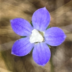 Wahlenbergia multicaulis at Hall, ACT - 20 Oct 2024