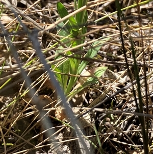 Wahlenbergia multicaulis at Hall, ACT - 20 Oct 2024