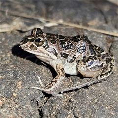 Limnodynastes tasmaniensis (Spotted Grass Frog) at Braidwood, NSW - 20 Oct 2024 by MatthewFrawley