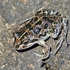 Limnodynastes tasmaniensis at Braidwood, NSW - 20 Oct 2024