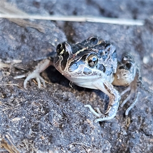 Limnodynastes tasmaniensis at Braidwood, NSW - 20 Oct 2024