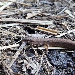 Saproscincus mustelinus at Braidwood, NSW - 20 Oct 2024