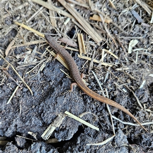 Saproscincus mustelinus at Braidwood, NSW - 20 Oct 2024