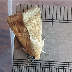 Helicoverpa (genus) (A bollworm) at Yass River, NSW - 19 Oct 2024 by SenexRugosus