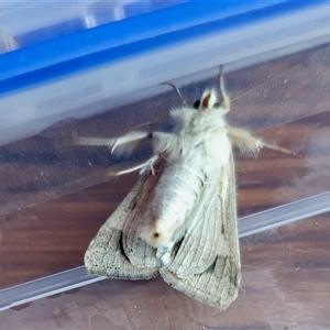 Helicoverpa (genus) at Yass River, NSW - 20 Oct 2024