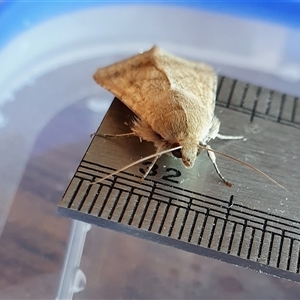 Helicoverpa (genus) at Yass River, NSW - 20 Oct 2024