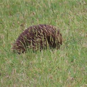 Tachyglossus aculeatus at Kangaroo Valley, NSW - suppressed