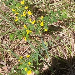 Genista monspessulana (Cape Broom, Montpellier Broom) at Hall, ACT - 20 Oct 2024 by Anna123