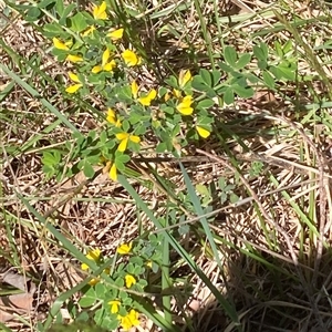 Genista monspessulana at Hall, ACT - 20 Oct 2024 10:30 AM