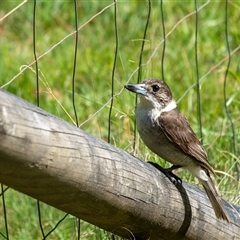 Cracticus torquatus (Grey Butcherbird) at Penrose, NSW - 16 Oct 2024 by Aussiegall