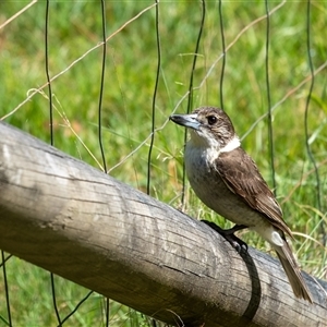 Cracticus torquatus at Penrose, NSW - suppressed