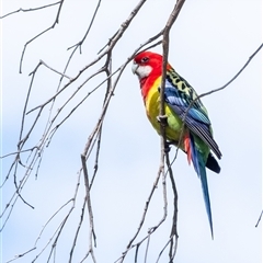 Platycercus eximius (Eastern Rosella) at Penrose, NSW - 16 Oct 2024 by Aussiegall